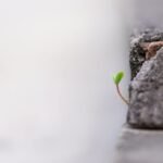 Growth vs Value Investing: Which Wins in 2026?